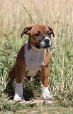 STAFFIE 102